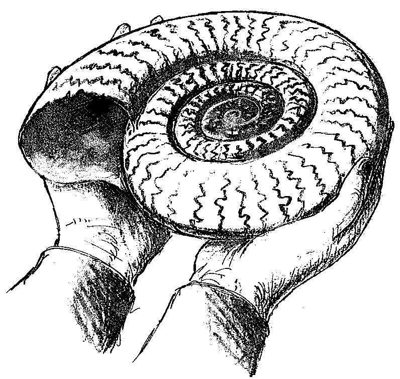 Click to download an illustration of: Ammonite shell